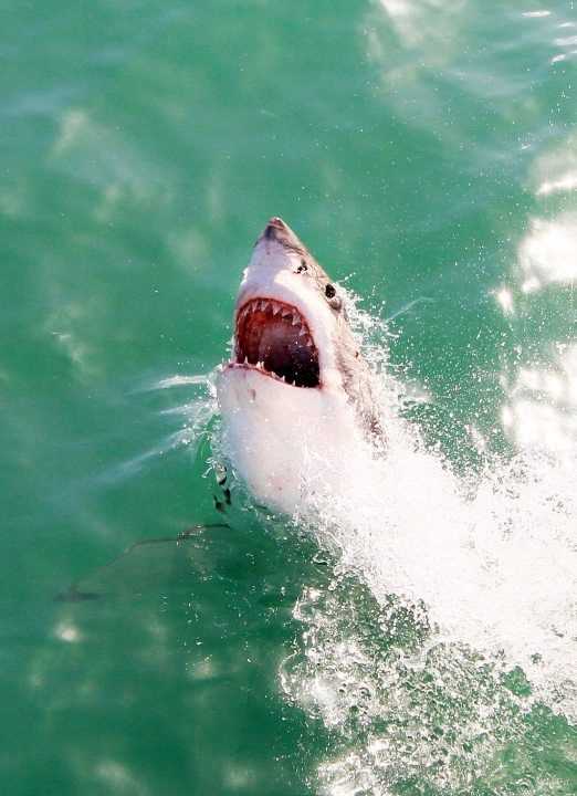 海洋中的海中霸王是什么,海中霸王是什么动物图6