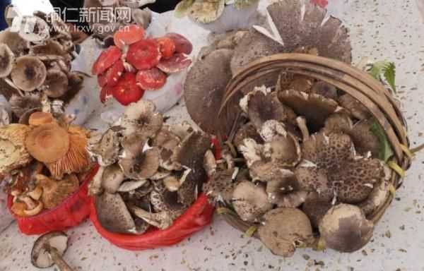 市场上常卖的菇类有哪些品种
