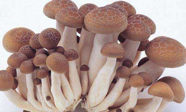 市场上常吃的蘑菇种类,常吃的20种蘑菇的种类图片图3