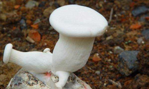 市场上常吃的蘑菇种类,常吃的20种蘑菇的种类图片图7