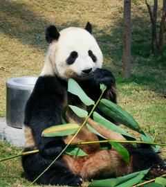 大熊猫爱吃的竹子是什么品种