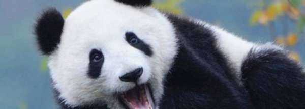 大熊猫吃的竹子叫什么名字,大熊猫爱吃的竹子是什么品种图3