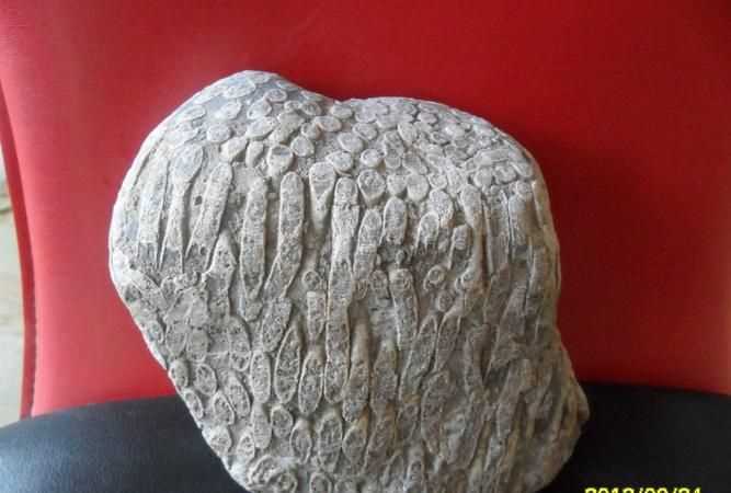 古生物化石都保存在哪些种类的岩石中呢