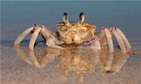 螃蟹是放在水里面养还是不放水,螃蟹可以放水里养着吗图3