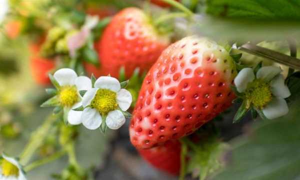 草莓不甜怎么处理,自家种的草莓图片图1
