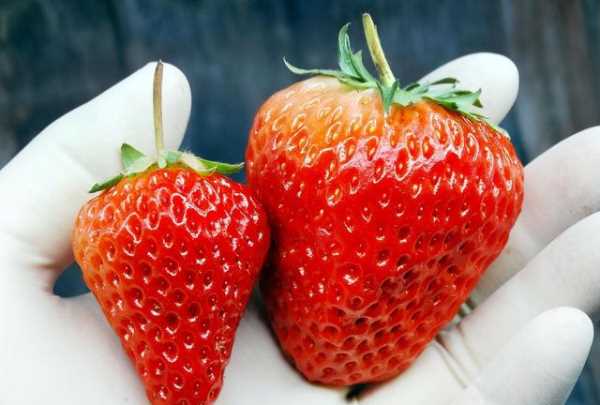 草莓不甜怎么处理,自家种的草莓图片图2