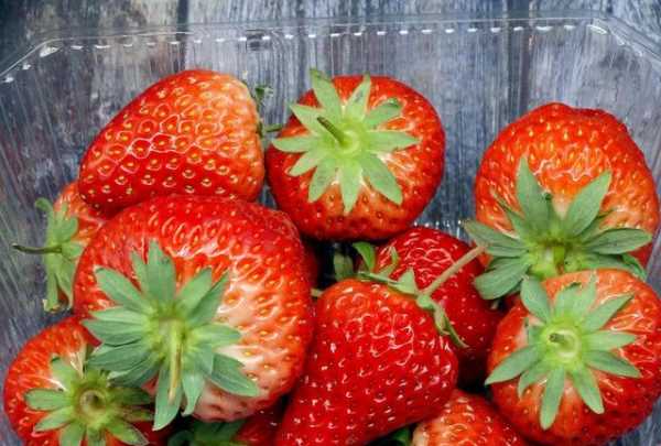 草莓不甜怎么处理,自家种的草莓图片图3