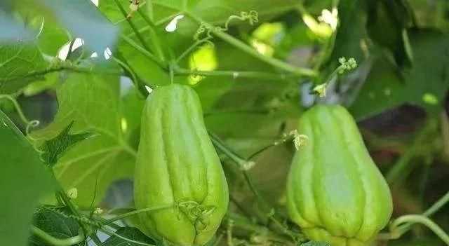 佛手瓜的生长环境和特点