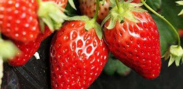 草莓不甜怎么处理,自家种的草莓图片图7