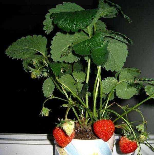 草莓不甜怎么处理,自家种的草莓图片图8