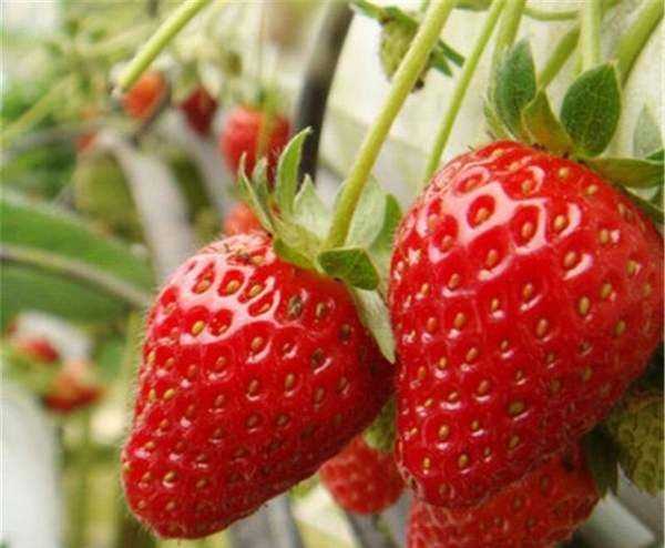 草莓不甜怎么处理,自家种的草莓图片图9