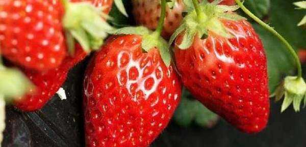 草莓不甜怎么处理,自家种的草莓图片图10