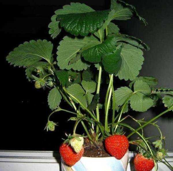 草莓不甜怎么处理,自家种的草莓图片图11