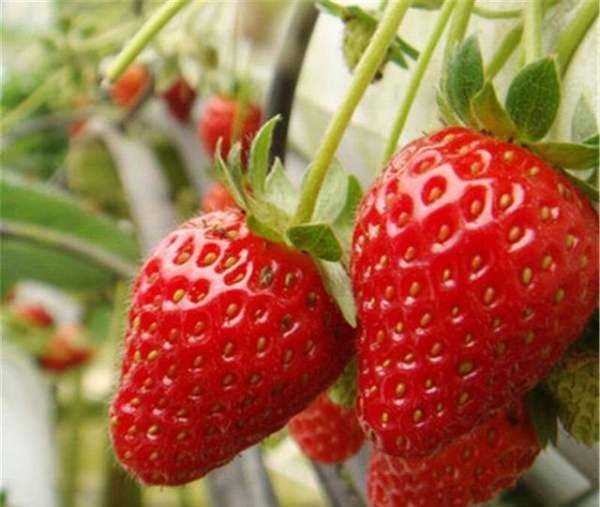 草莓不甜怎么处理,自家种的草莓图片图12