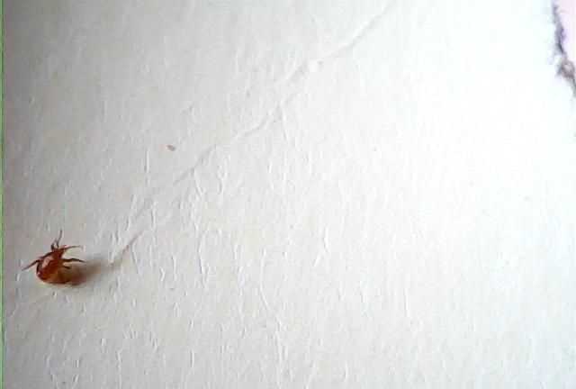 家里棕床垫生虫怎么处理，虫子针尖大小，找杀