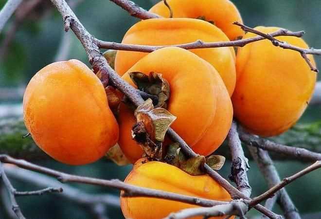 橘子和橙子是秋天的水果吗