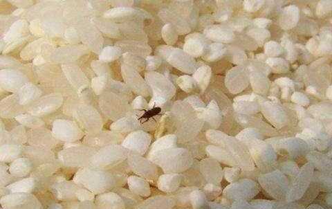 米里生黑虫子还能吃吗,大米生了好多小黑虫还能吃