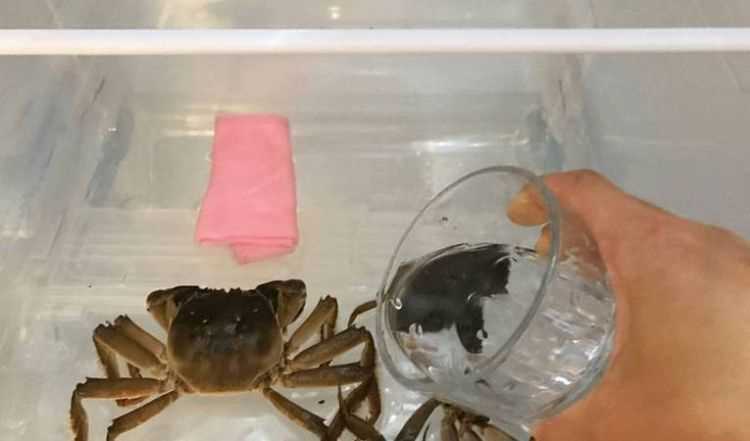 螃蟹放冰箱冷藏能活多久