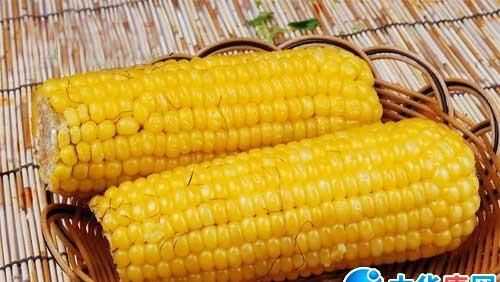 玉米有助于消化吗