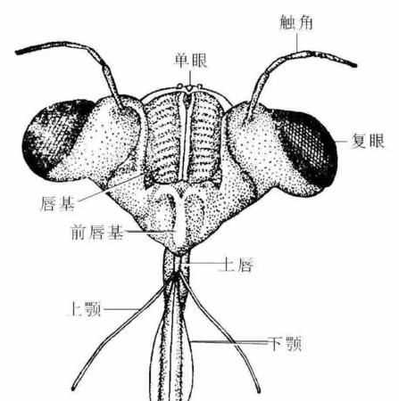 你仔细观察昆虫,它哪有那些特点