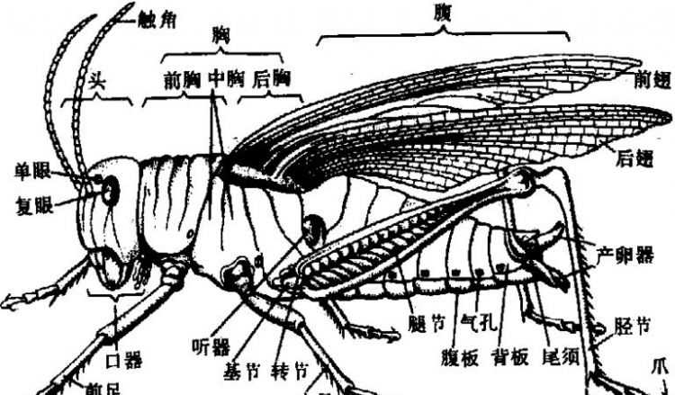 蜻蜓生长的三个过程