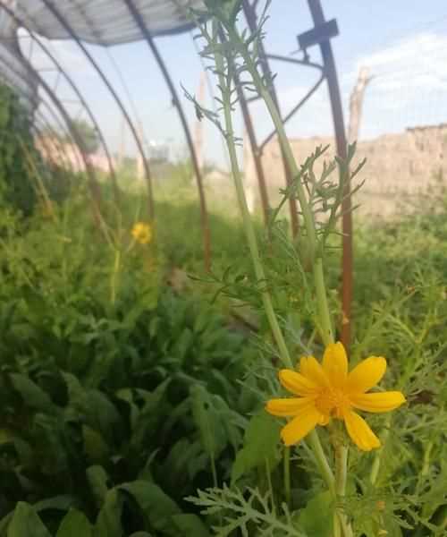 茼蒿开花了还能掐着吃吗