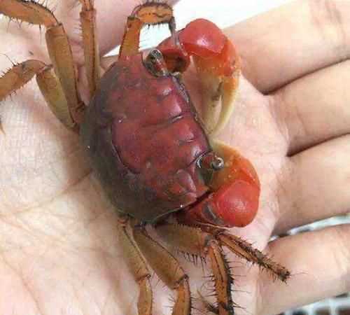 螃蟹离水后能活几天