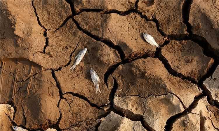 干旱的危害有哪些,旱灾有哪些危害