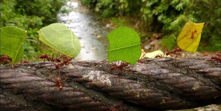 蚂蚁怕什么