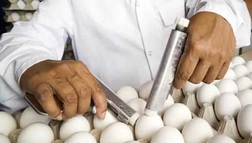 在家怎么把生鸡蛋变成无菌蛋