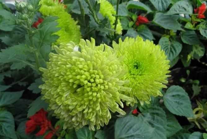 菊花象征着什么?
