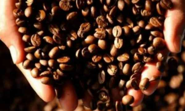 咖啡种类排行榜前十名,世界十大咖啡排名 猫屎图4
