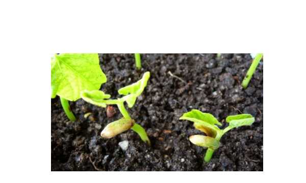 黄豆的生长过程,黄豆的生长过程是什么样子的图1