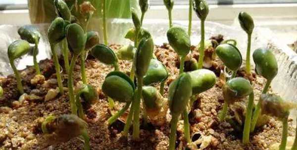 黄豆的生长过程,黄豆的生长过程是什么样子的图4