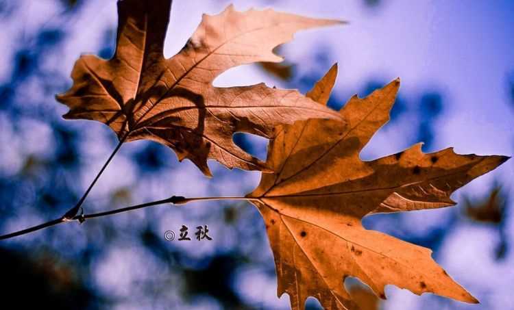 几时立秋是什么意思