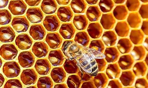 蜜蜂的克星药是什么