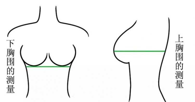不会量胸围怎么知道