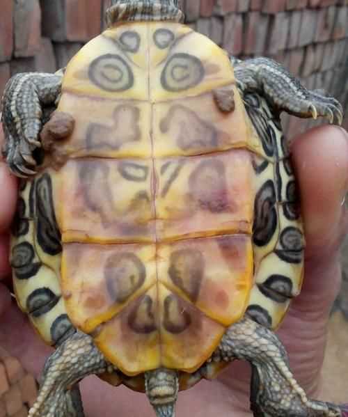 巴西红耳龟怎么分公母