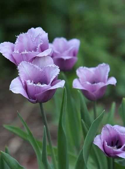 紫色郁金香花语是什么意思