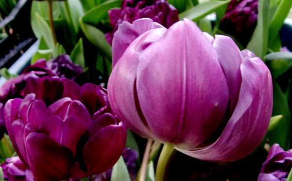 紫色郁金香的花语,紫色郁金香花语是什么意思图3
