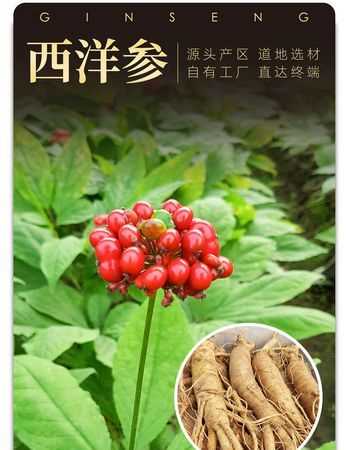 海参花旗参的区别