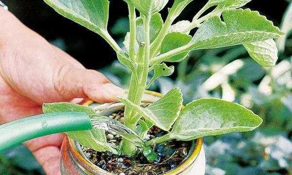 茶水发酵几天可以浇花,茶水可以浇花吗图3
