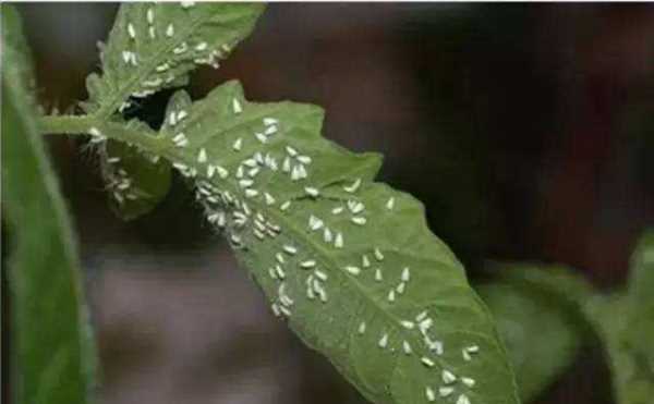 柿子里的虫子是什么虫,柿子上的白色虫子是胭脂虫是棉蚧吗图6