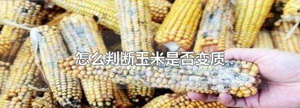 如何判断生玉米坏了,怎么判断玉米是否变质能否吃图1