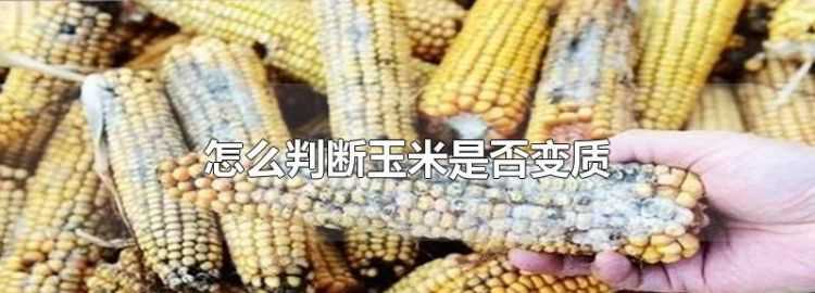 怎么判断玉米是否变质能否吃