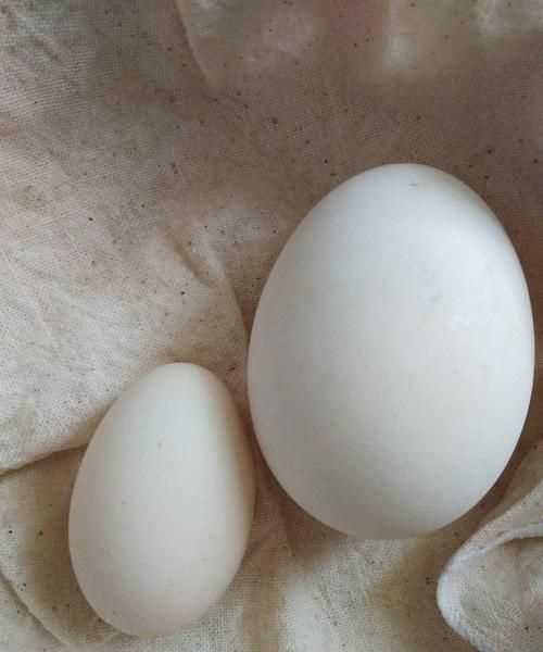 鹅蛋放冰箱4个月能吃吗