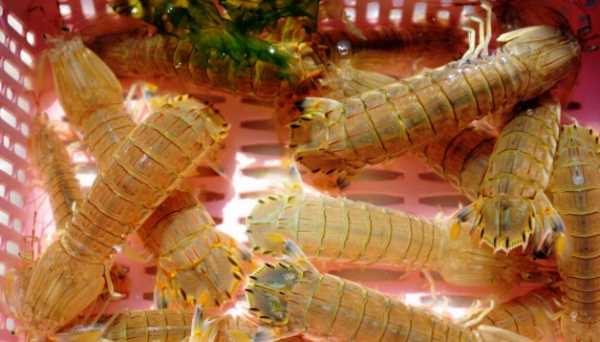 皮皮虾蒸多久才熟,蒸皮皮虾需要蒸多长时间能熟图8