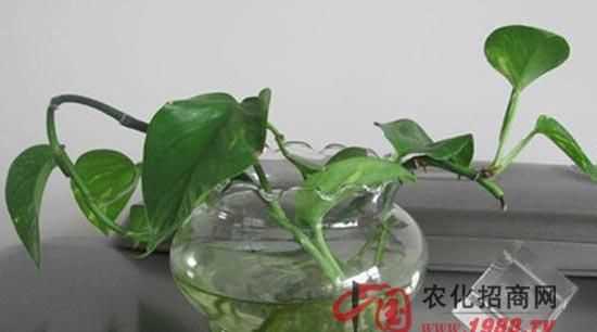 绿萝浇酱油水能更旺盛是真的吗