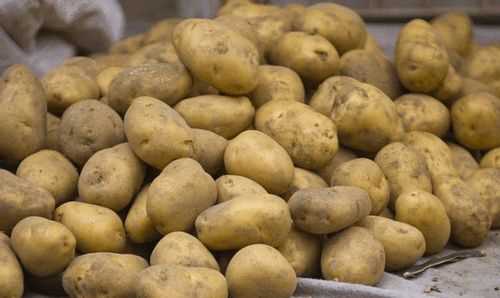 大量土豆长期保存方法一年