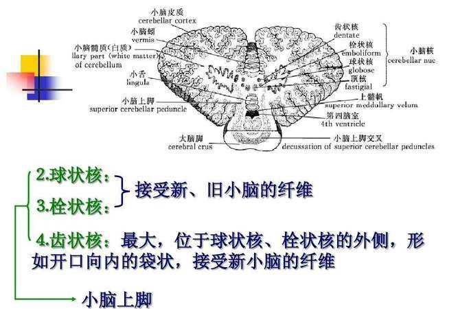 小脑的功能是什么